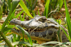 caiman